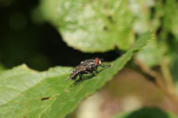 Mouche à damier (Sarcophaga spec.)
Sarcophaga spec. on an unidentified flower or plant
