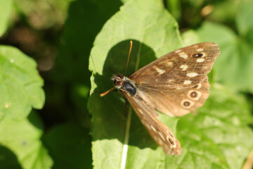 Procris (Coenonympha pamphilus)
Coenonympha pamphilus on an unidentified flower or plant
