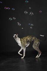 Whippet dog playing with bubbles in dark studio. Energetic Whippet chasing soap bubbles in front of...