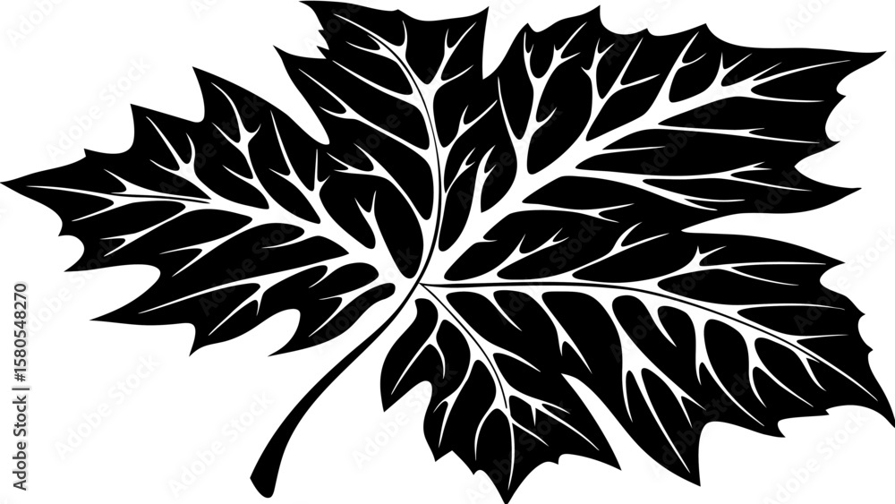 Poster detailed black and white vector illustration of a maple leaf with intricate vein patterns and sharp 