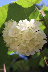Rare White Cluster Flower in Highland Forest of Doi Inthanon Thailand in Bright Morning Light