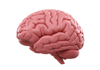 Isolated Realistic Human Brain Organ Anatomy Science