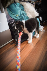 Playful Border Collie puppy tugging on rope toy indoors