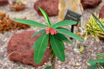 ハナキリンの鮮やかな花とトゲのある茎のコントラスト｜乾燥に強く神話にも登場するトウダイグサ科の観賞植物 | Euphorbia milii (Crown of Thorns) — Striking Flowers and Thorny Stems of a Resilient Ornamental Plant