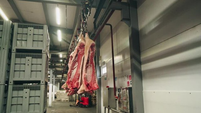 Line for production pork. Work process in meat factory. Pig carcasses, without heads, suspended on hook - move along conveyor into refrigeration chamber for storage and processing into meat products