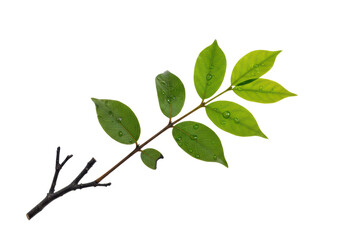 Isolated Fresh Green Leaves on Branch with Water Drops