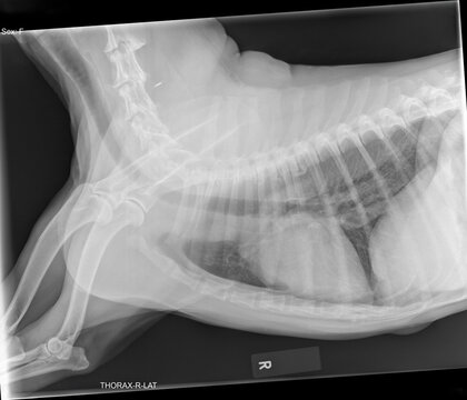 A right lateral thoracic radiograph of a 14-year-old female dog