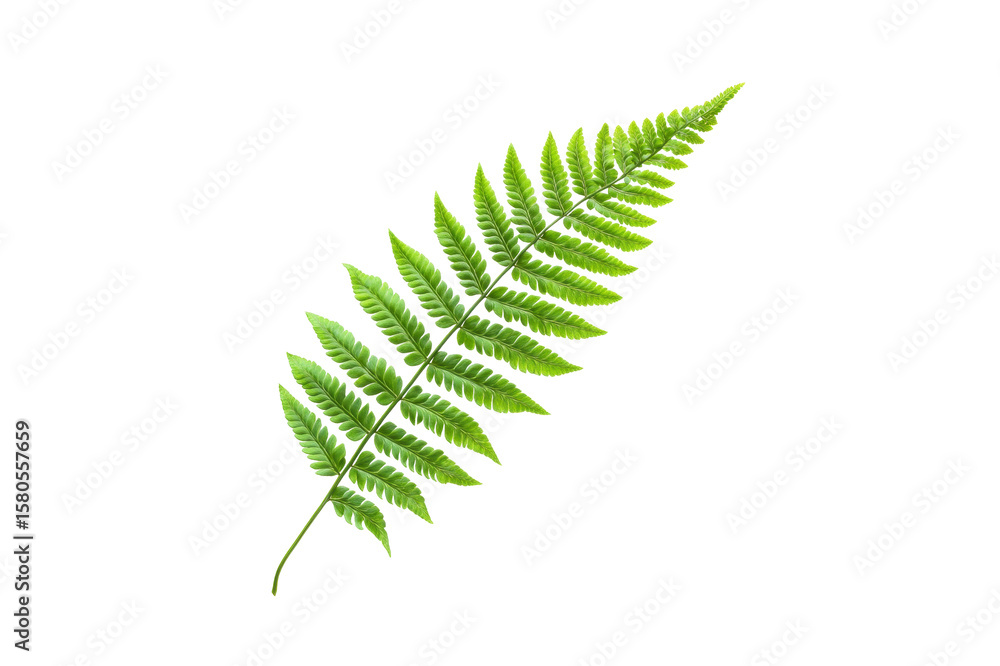 Poster single vibrant green fern leaf with intricate fronds is displayed against a transparent background i