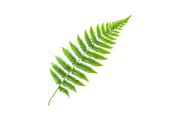 Single Vibrant Green Fern Leaf With Intricate Fronds Is Displayed Against A Transparent Background Intended For Isolate