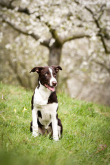 Happy Border Collie dog sitting in spring meadow with blooming background. Border Collie sitting in green grass in front of a soft, pinkish blooming background. The dog looks directly at the camera wi