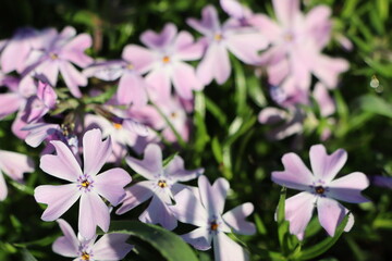 A Stunning Display of Vibrant Pink Wildflowers in Full Bloom is a Sight to Behold