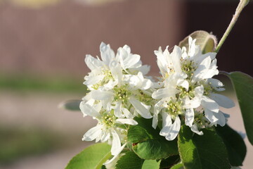 Stunningly Beautiful White Blossoms Flourishing in Natures Gentle and Loving Embrace