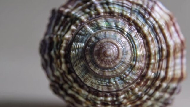 Closeup of a spiraling seashell with intricate patterns