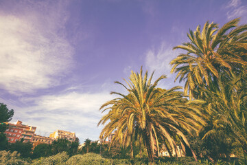Cityscape and beautiful parks with palm trees in the evening. Barcelona, Spain, Europe