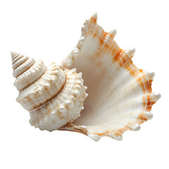 Pearl pearl seashell jewelry isolated on a white background
