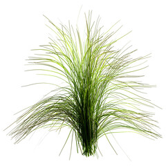 3D Rendering Poa Grass on White