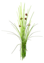 3D Rendering Common Rush Plant on White