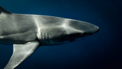 A scary looking shark, close up view.