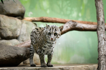 Prionailurus viverrinus is in her zoo habitat. Sand habitat in zoo in sunny day.	