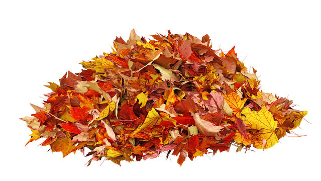 Pile of autumn colored leaves isolated on white background. Colorful foliage of maple leaves in the fall season. 3D illustration