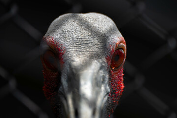 An imposing bird staring straight ahead