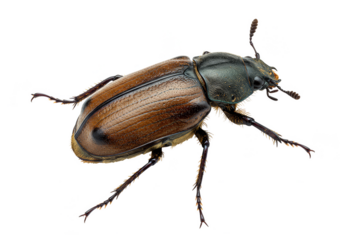 Macro Photo of Brown Beetle Isolated on Transparent Background Insect