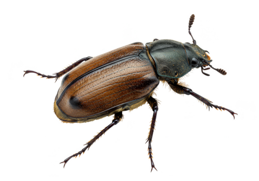 Macro Photo of Brown Beetle Isolated on Transparent Background Insect