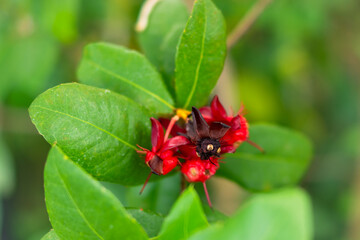 笑ってる？奇妙な表情 オクナ・セルラタの実｜Funny Face? Bizarre Expression – Fruit of Ochna serrulata