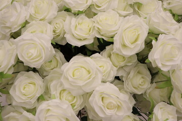 Elegant and Beautiful White Roses Blooming in Abundance for Any Occasion or Celebration