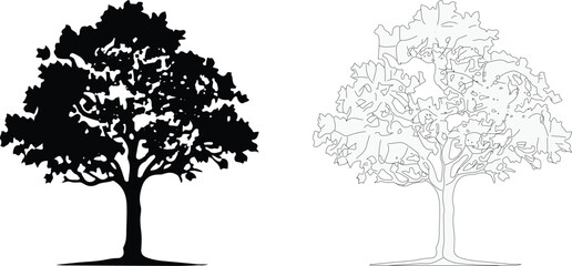 Silhouette and outline of a large deciduous tree with detailed branches and foliage isolated on white background. EPS-10.