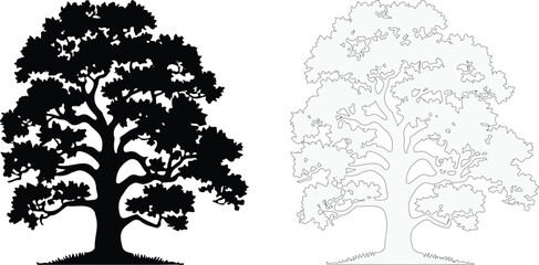 Silhouette and outline of a large deciduous tree with detailed branches and foliage isolated on white background. EPS-10.