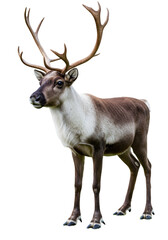 Portrait Isolated Reindeer Caribou Standing On Transparent Background Wildlife