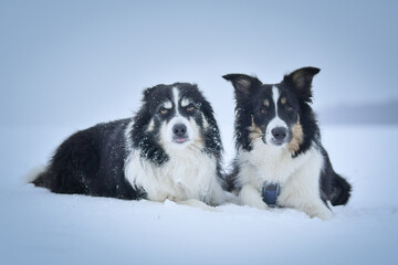 Tricolor border collies are lying on the field in the snow. He is so fluffy dog.	