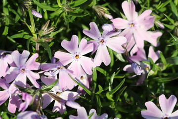 Stunningly Beautiful Pink Flowers Blooming Elegantly in a Picturesque Garden Setting