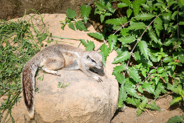 African ground squirrel lying on sunlit rock. A small African ground squirrel resting on a warm rock in a natural habitat enclosure