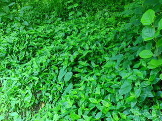 natural green tea garden photo