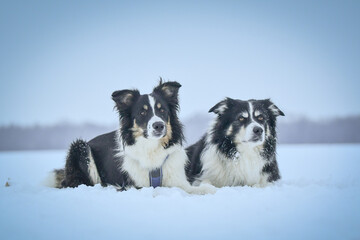 Tricolor border collies are lying on the field in the snow. He is so fluffy dog.	
