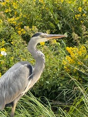 Portrait of a heron