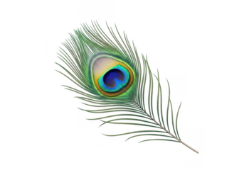 Isolated Peacock Feather on Transparent Background
