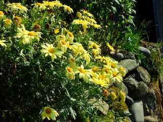 chrysanthemum indicum yellow flower macro	