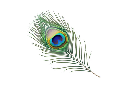 Isolated Peacock Feather on Transparent Background