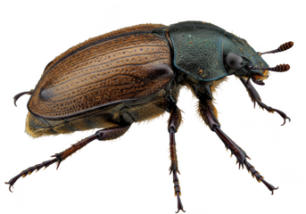 Realistic Beetle Insect Brown Isolated Transparent Background Animal