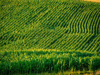 Maisfeld im Sommer