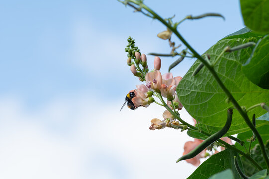 Bumble bee feeding on nectar from the pink flowers of a runner bean plant with small beans leaves and sky