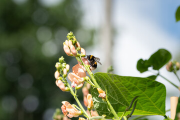 Bumble bee bathed in sunlight feeding on nectar and gathering pollen from a pink flowered runner...