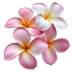 Fototapeta premium Plumeria and frangipani flowers, isolated on a white background