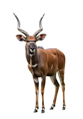 Fototapeta premium Realistic Image of Majestic Antelope with Spiraled Horns Isolated on Clear Backdrop