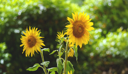 Blühende hohe Sonnenblumen im Garten vor Hecke