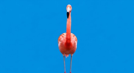 Pink flamingo against a blue background