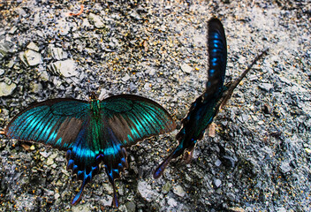 Alpine black swallowtail or emerald machaonoviy peacock (Papilio maackii) mating behaviour. Sikhote...